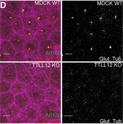 Representative images of MDCK WT and TTLL12 KO cells stained for actin, Arl13b (cat. 75-287, 1:500), and GT335. Image from publication CC-BY-4.0. PMID:38177908