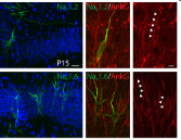 Immunostaining of of Nav1.2 and Nav1.6 labeled with V5 tag in mouse CA1 costained with AnkG(red). Arrowheads indicate Nav1.2 or Nav1.6-positive region with AnkG signals. DNA is dyed blue by Hoechst. Image from publication CC-BY-4.0. PMID: 35672149