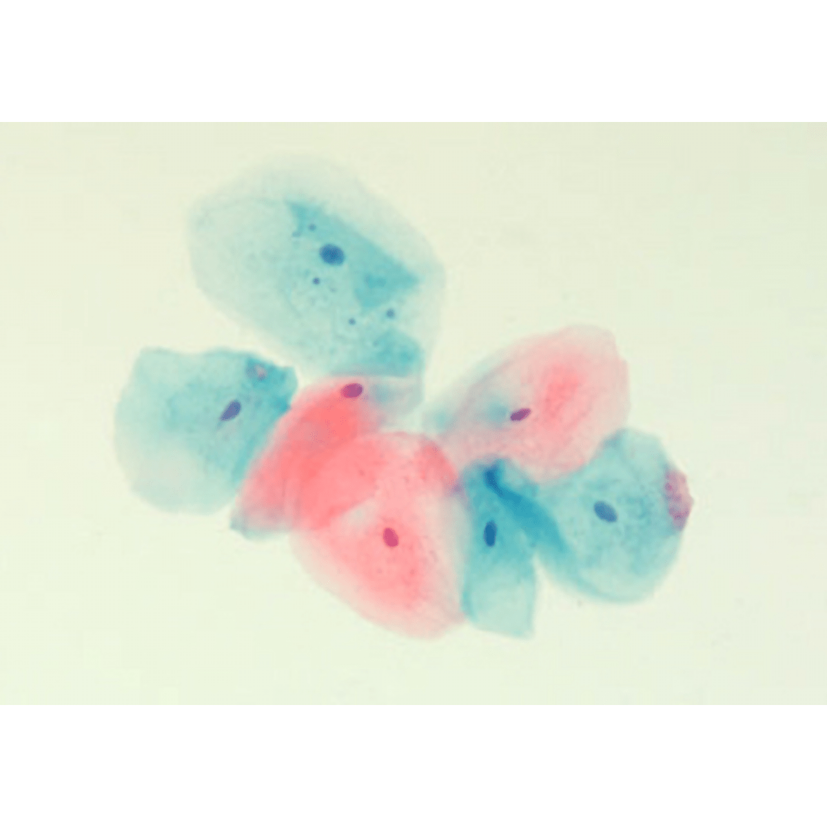 Gill's Hematoxylin #1 for Cytology - Polysciences