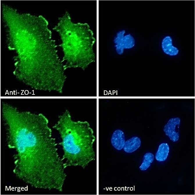 IF - Goat Anti-ZO-1 Antibody AF2206a