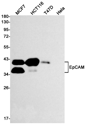 Recombinant EpCAM Monoclonal Antibody - 1