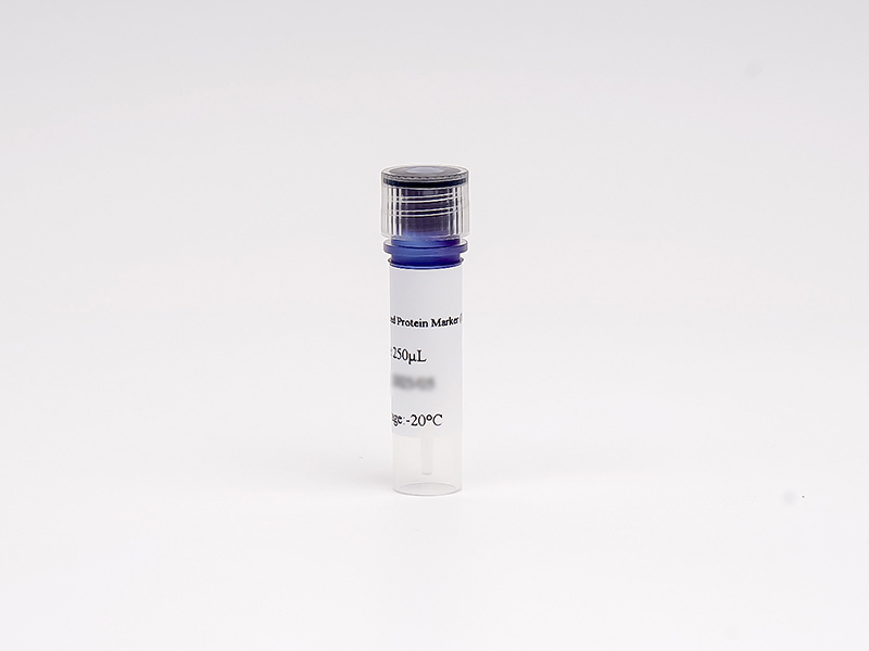 Pre-stained Protein Marker (10~250 kDa) - small - 1