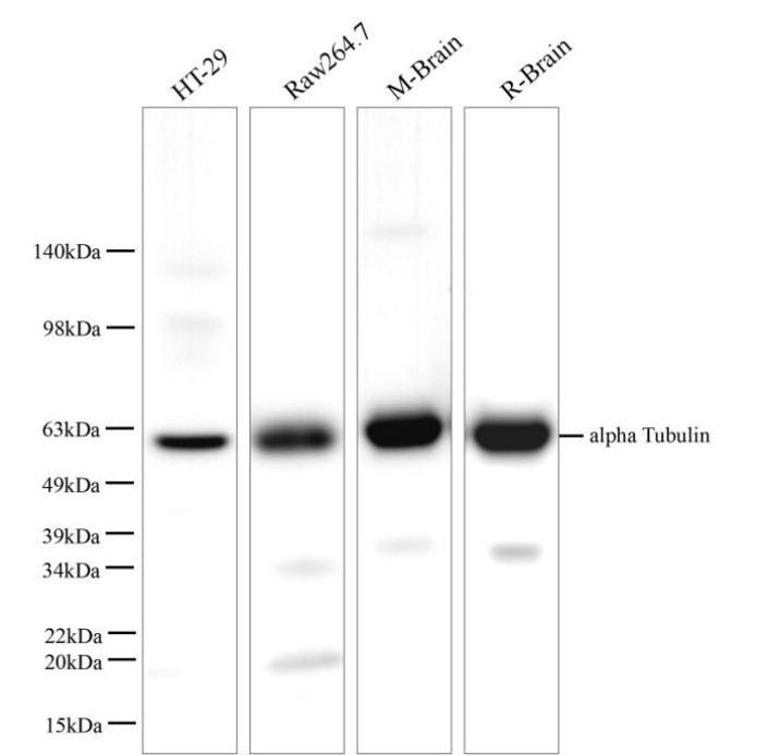 alpha Tubulin Polyclonal Antibody - 1