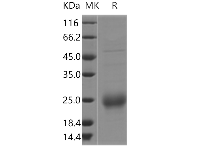 Recombinant Human CGA/HCG Protein - 1