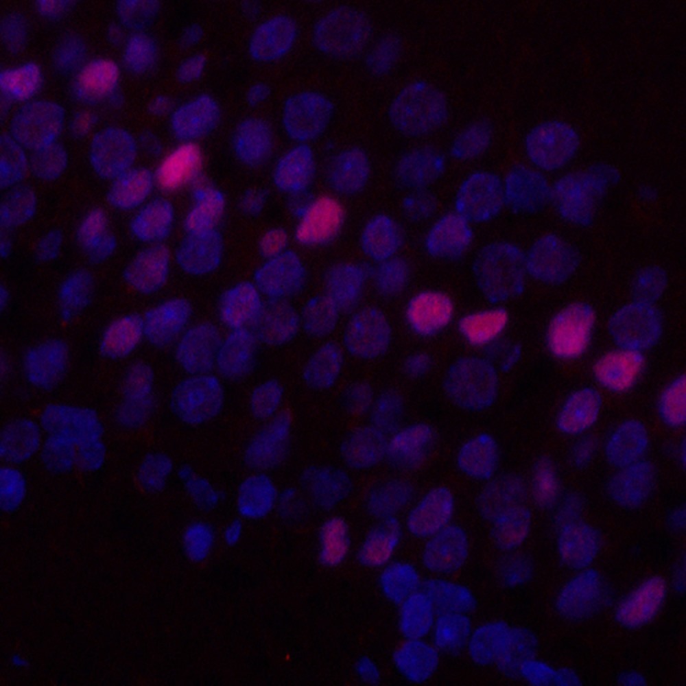 c-Fos Monoclonal Antibody - small - 4