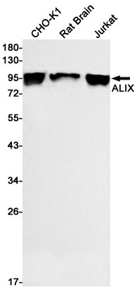 Recombinant ALIX Monoclonal Antibody - 1