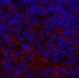 ENO2 Monoclonal Antibody - small - 3