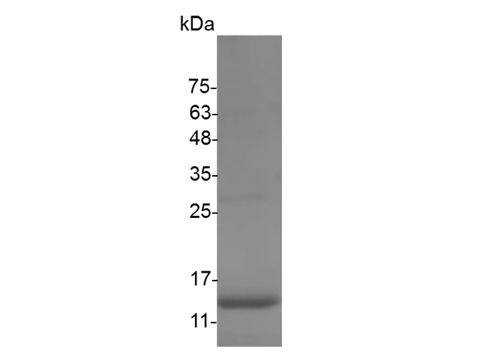 Recombinant Mouse Interferon γ/IFNG Protein (E.coli) - small - 1