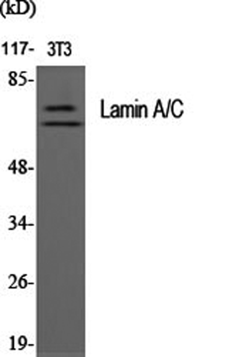LMNA Polyclonal Antibody - small - 1