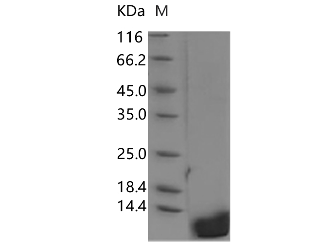 Recombinant Rat EGF Protein - 1