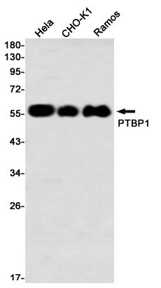 Recombinant PTBP1 Monoclonal Antibody - 1