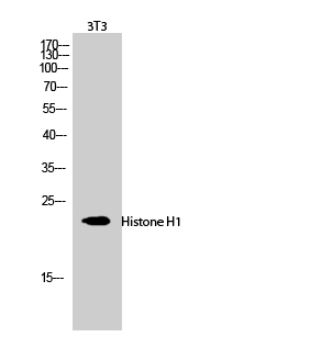 Histone H1 Polyclonal Antibody - 1