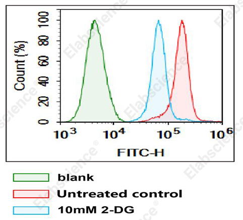2-NBDG Glucose Uptake Cell-Based Kit - 1