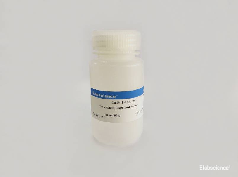 Proteinase K Lyophilized Powder - 1