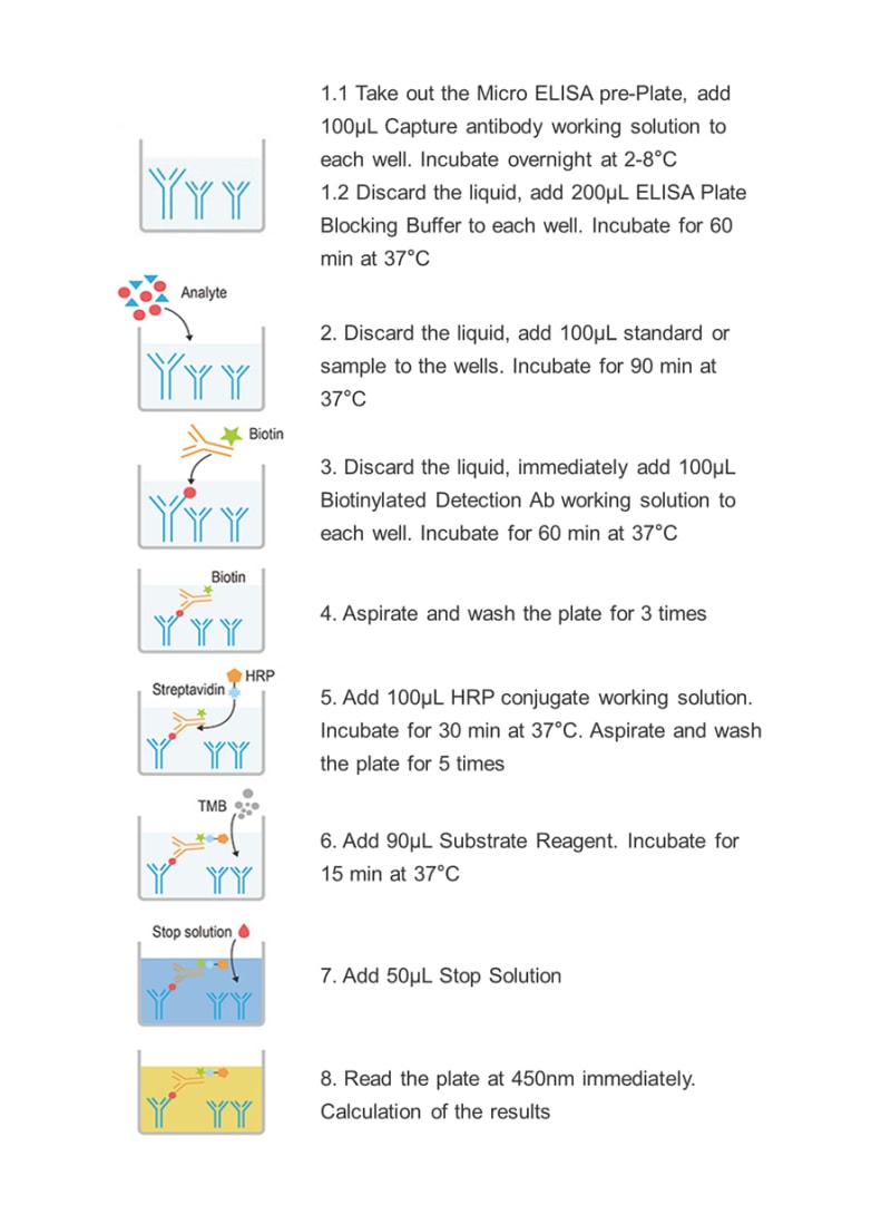Uncoated Human TGF-β1(Transforming Growth Factor Beta 1) ELISA Kit - procedures