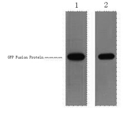 GFP-Tag Polyclonal Antibody - small - 1
