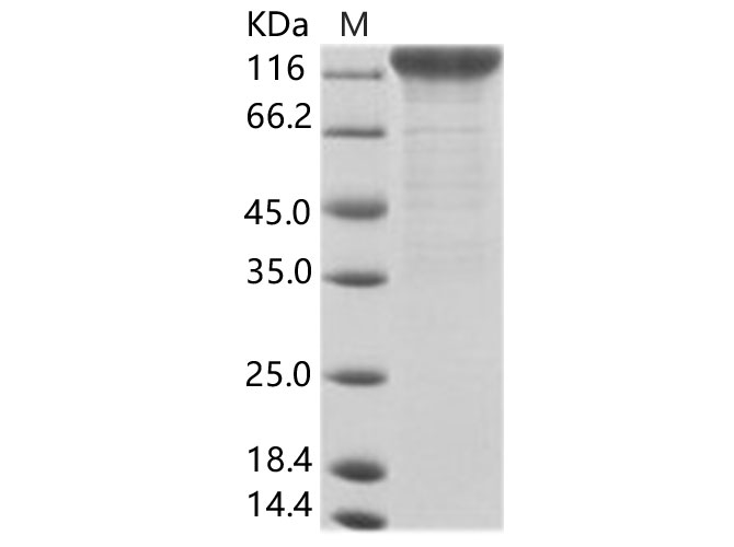 Recombinant CyCMV (strain OT-1) glycoprotein B / GB Protein (Fc Tag) - 1
