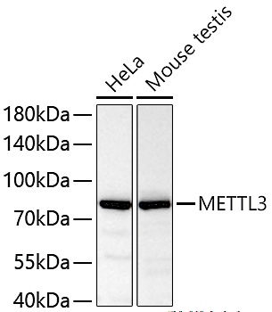 METTL3 Polyclonal Antibody - small - 6