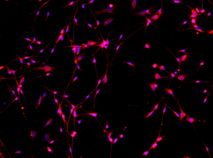 Mouse Dorsal Root Neuron Complete Medium - 1