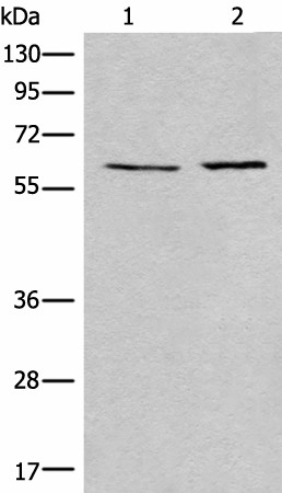 USP14 Polyclonal Antibody - 1