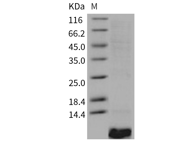 Recombinant Human EGF Protein - small - 1