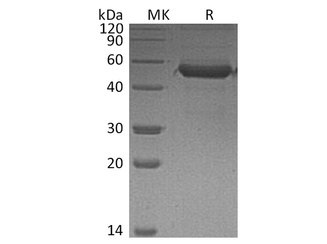 Recombinant Human MD1 Protein (Fc Tag) - 1