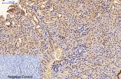 GFAP Monoclonal Antibody - 2