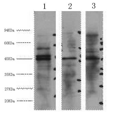 ENO2 Monoclonal Antibody - small - 1