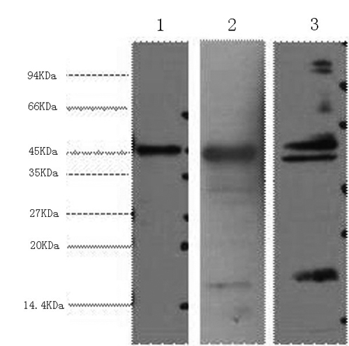 AQP4 Monoclonal Antibody - small - 1