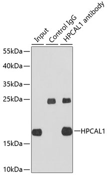 HPCAL1 Polyclonal Antibody - 2