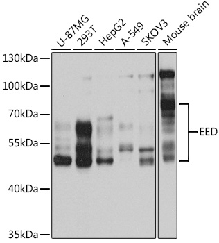 EED Polyclonal Antibody - 1