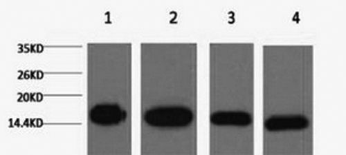 Histone H3 Monoclonal Antibody - 1