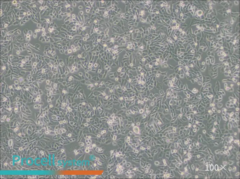 CHO Cell Complete Medium - 1