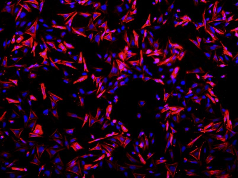 Rat Small Intestine Smooth Muscle Cell Complete Medium - 1