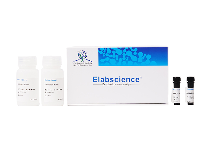Caspase 3/7 Activity Assay Kit(Colorimetric Method) - 2