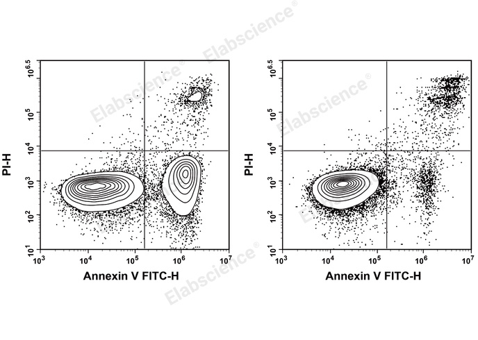 Annexin V-FITC/PI Apoptosis Kit - 1