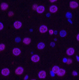Histone H3 Monoclonal Antibody - 2