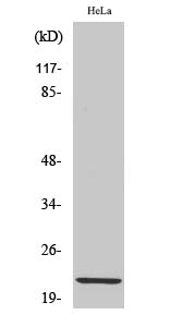 Claudin 1 Polyclonal Antibody - 1