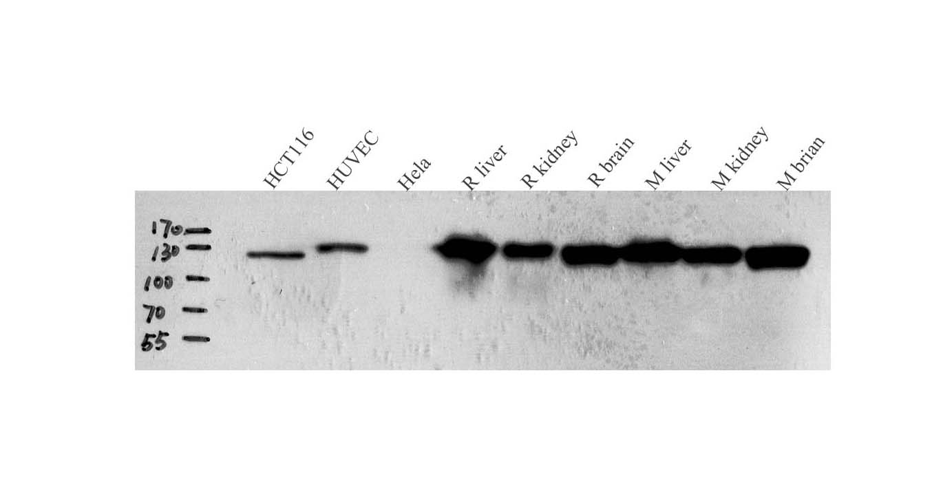N-cadherin Polyclonal Antibody - 1