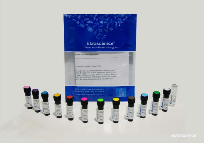 PE Anti-Human CD56/NCAM Antibody[5.1H11] - small - 2