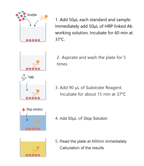 QuicKey Pro Rabbit Pg(Progesterone) ELISA Kit - procedures
