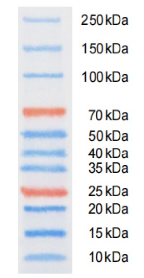 Pre-stained Protein Marker (10~250 kDa) - small - 2