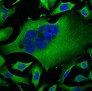 beta Tubulin Monoclonal Antibody - small - 3