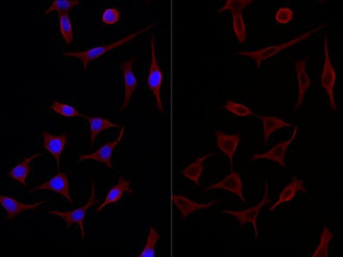 beta Tubulin Monoclonal Antibody - 2