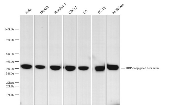 HRP-conjugated beta actin Monoclonal Antibody - 1