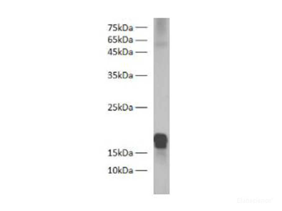 Zebrafish H2A Polyclonal Antibody - 1