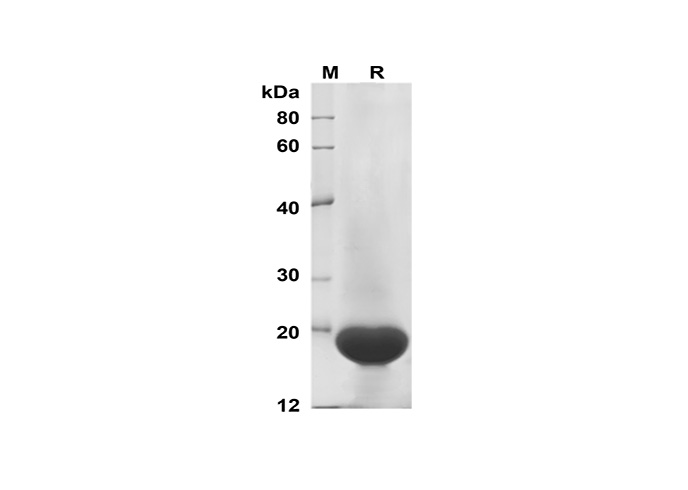 Recombinant Human G-CSF/CSF3 Protein - 1