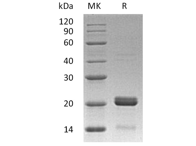 Recombinant Human BID Protein - 1