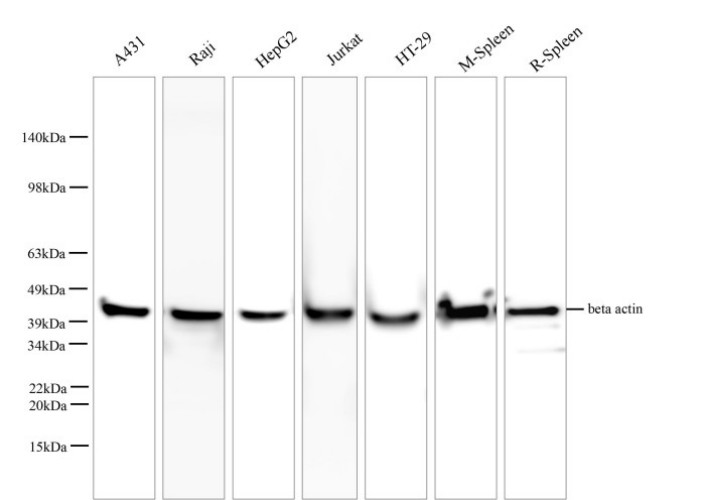 beta actin Monoclonal Antibody - 1