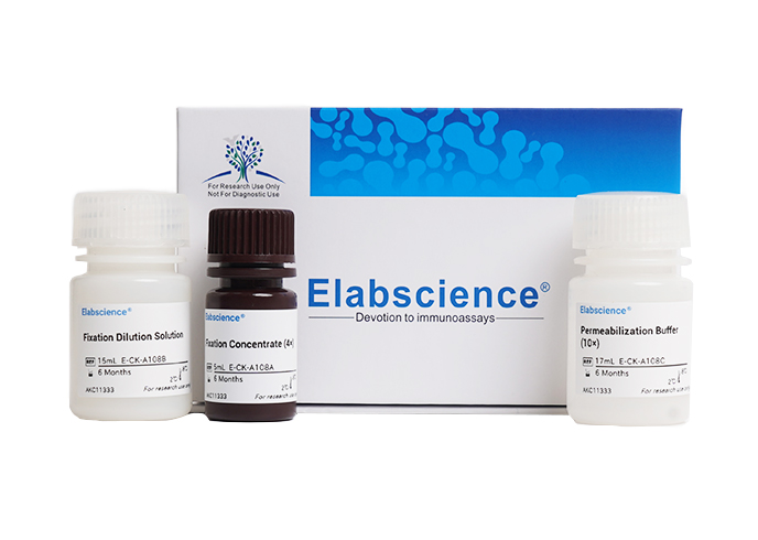 Ready-to-Use Foxp3/Transcription Factor Staining Kit - 1
